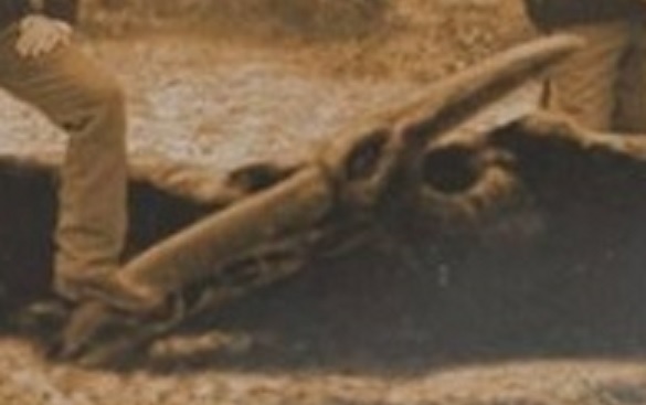 head of an apparent modern pterosaur in the Ptp image